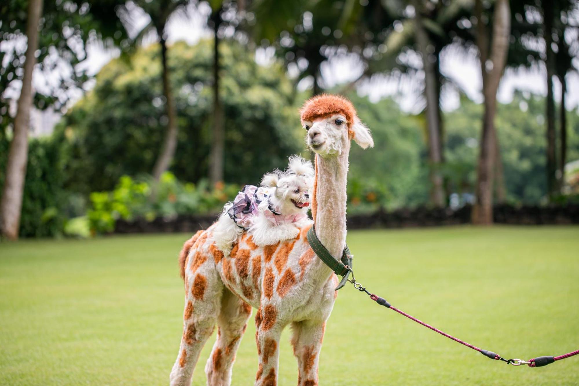Mission Hills Resort Haikou Haikou  Dış mekan fotoğraf
